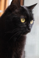 photo of a black cat near the window