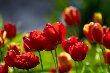 Czerwone tulipany w świetle słonecznym na jasnym zielonym tle.