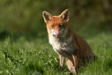 Fototapeta premium Fox licking lips