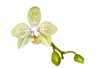 Phalaenopsis orchid, moth orchid, butterfly, anggrek bulan or moon orchid. Selective focus. Isolated and cut out.