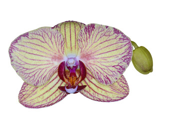 Phalaenopsis orchid, moth orchid, butterfly, anggrek bulan or moon orchid. Selective focus. Isolated and cut out.