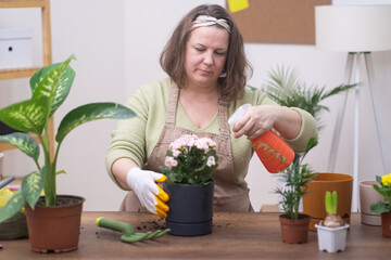 magic of plant care, woman reproduces and transplants home plant into a new pot.watering with spray bottle potted plant with proper drainage and new soil. 