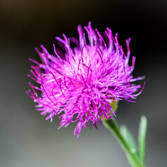 Flor fucsia, Cardo Mariano