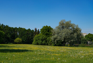Fototapeta premium meadow with flowers