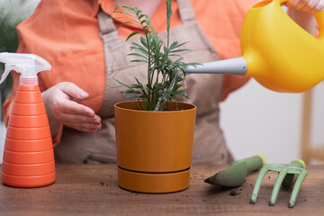 Woman in apron watering Chamaedorea plant at home after transplant into decorative pot, fertilize...