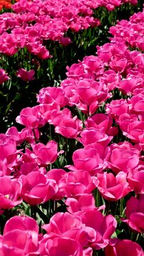 Pink Triumph tulips Tulipa Carola bloom in garden in April
