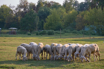 A group of sheeps in the grass