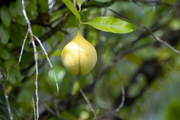 Fruit of a nutmeg, Myristica fragrans