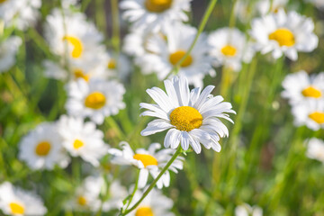 Obraz na płótnie Canvas Wild daisy flower growing on meadow, lawn, white chamomile on green grass background, close up. Oxeye daisy, Leucanthemum vulgare, Daisies, Common daisy, Dog daisy, Gardening concept.
