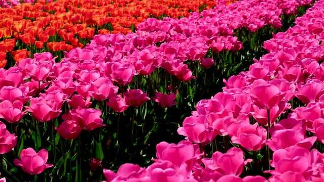 Pink Triumph tulips Tulipa Carola bloom in garden in April