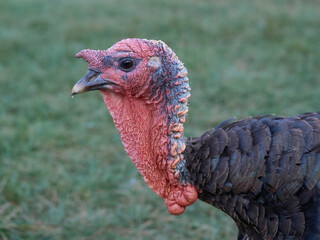 Closeup of a turkey in the grass