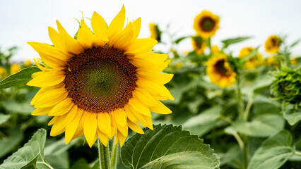 Sunflower growing in a field of sunflowers during a nice sunny summer day. 