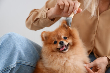 Mature woman brushing Pomeranian dog in kitchen, closeup