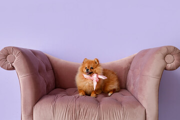 Cute Pomeranian dog with scarf on armchair near lilac wall