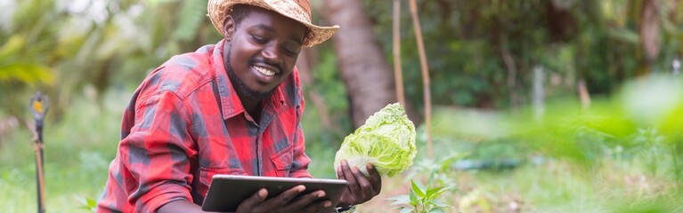 African farmer using tablet for  research cabbage and vegetables in organic farm.Agriculture or...