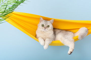 Cute white cat lie on a yellow fabric hammock