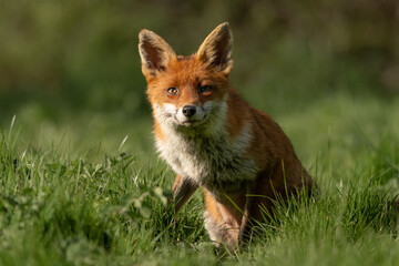 Red Fox sitting 