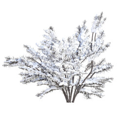 A shrub crumbling under the snow isolated on a transparent background 9 3D Dazstudio )