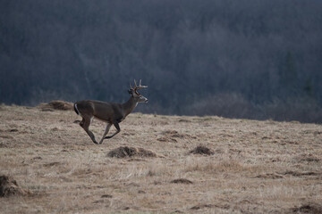 Whitetail buck running in a field