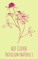 Vector drawings RED CLOVER. Hand drawn illustration. Latin name Trifolium pratense L.
