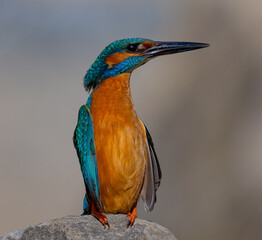 Kingfisher ... zimorodek