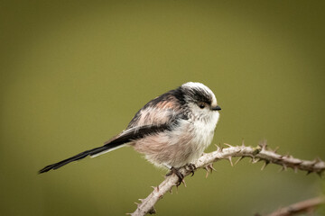 Obraz premium bird on a branch