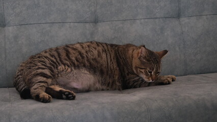 fat brown tabby cat is sleeping on the sofa