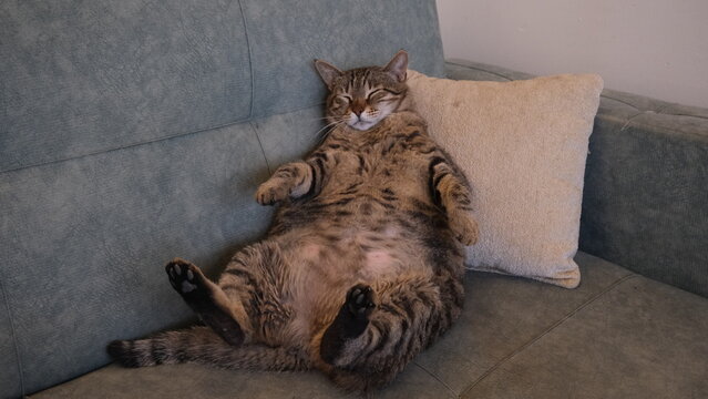 fat brown tabby cat is sleeping on the sofa
