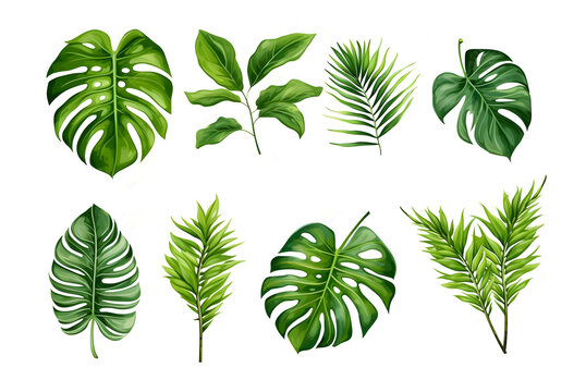Monstera leaves set. Isolated illustrations on white background. Collection of tropical greenery leaves and plants. Generative AI. Suitable for cover, gift paper textile.