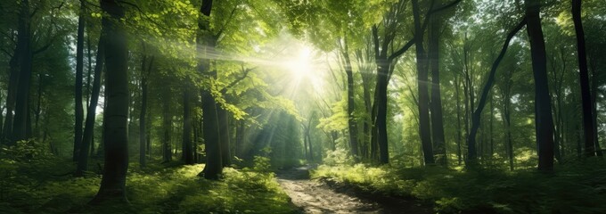 Fototapeta na wymiar Bright sun shining through green trees in the forest