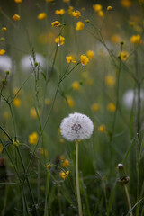 dandelions on a meadow