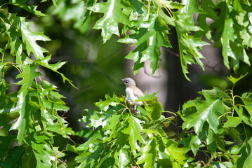Red Eyed Vireo on a Tree branch perch 