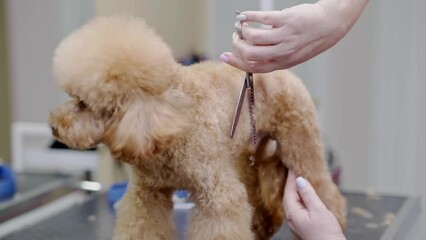 specialized pet salon where expert groomers care for poodle dogs, using a variety of grooming tools including scissors