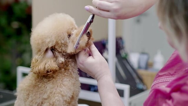 Experienced pet stylist providing grooming services to a dog in a specialized salon, using scissors .