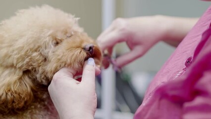 pet groomer giving a haircut to a dog face at a pet spa grooming salon. Close-up view of the canine during grooming.