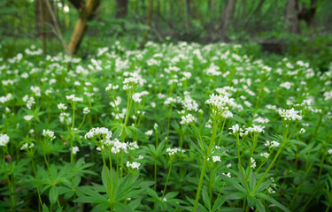 białe kwiaty w lesie