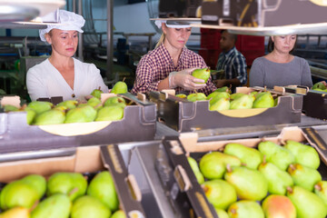 Female workers sort ripe pears into boxes for sale