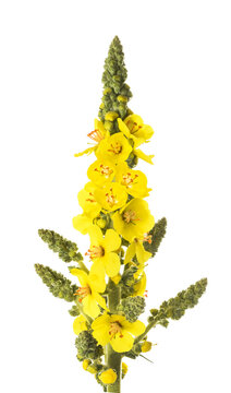 Mullein flowers
