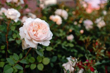 Beautiful, fragrant peach colored roses blooming in a summer garden. copy space