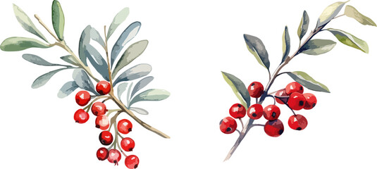 Mistletoe branches with red berries clipart, isolated vector illustration.