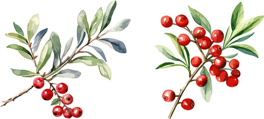 Mistletoe branches with red berries clipart, isolated vector illustration.