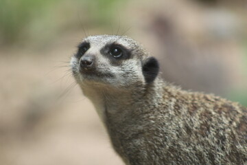 Fototapeta premium A meerkat looking at the sky 