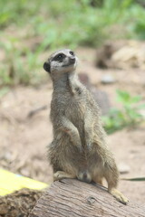 A meerkat looking at the sky
