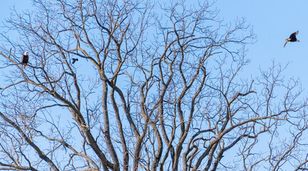 birds on a tree