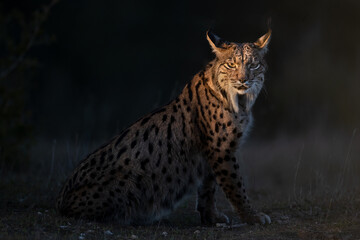 Lince en penumbra con la cara iluminada