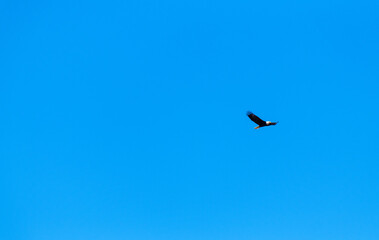 Eagle in flight