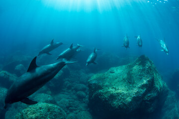 Fototapeta na wymiar wildlife dolphins underwater 