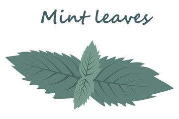 Mint leaves in trendy shades with lettering on a transparent background. Sticker. Icon. Isolate. EPS