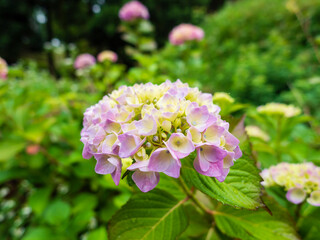 薄紫の紫陽花の花がきれいに咲いた