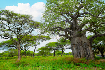 African savanna landscape In Tanzania national park